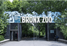 Coronavirus outbreak at the Bronx Zoo