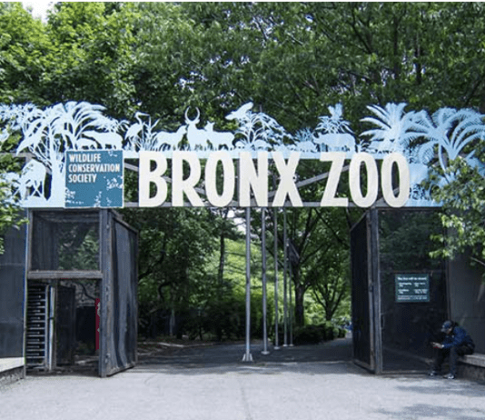 Coronavirus outbreak at the Bronx Zoo