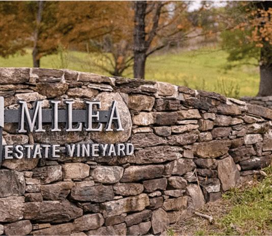 Как вино из винодельни Milea Estate Vineyard с Гудзона попало в Бронкс